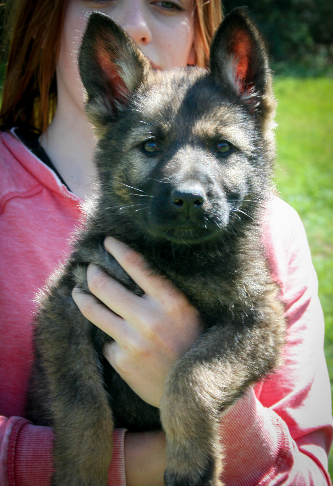 Pink Collar Female 8 Weeks Old