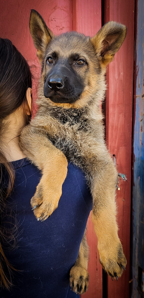 Hot Pink Collar Female - 10 Weeks