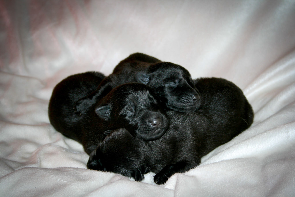 Black Males - Nala x Ben - 2 days old