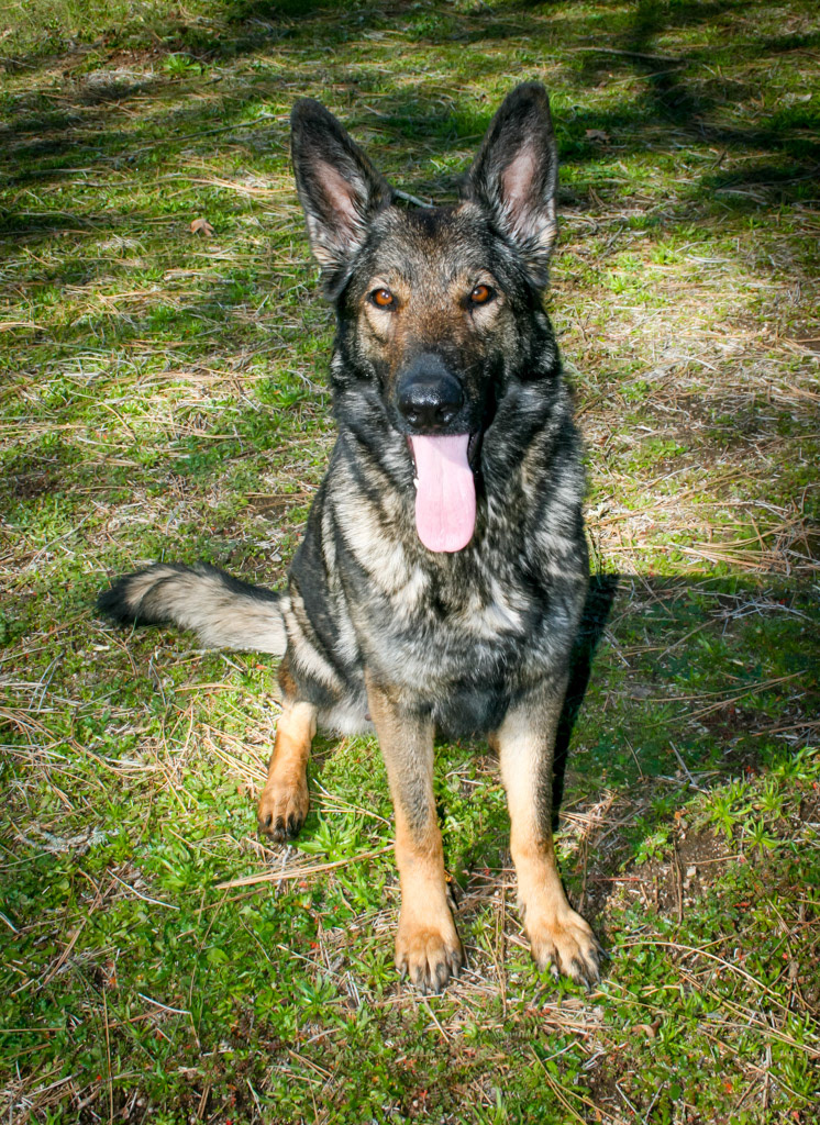 Nala vom Ritterhund