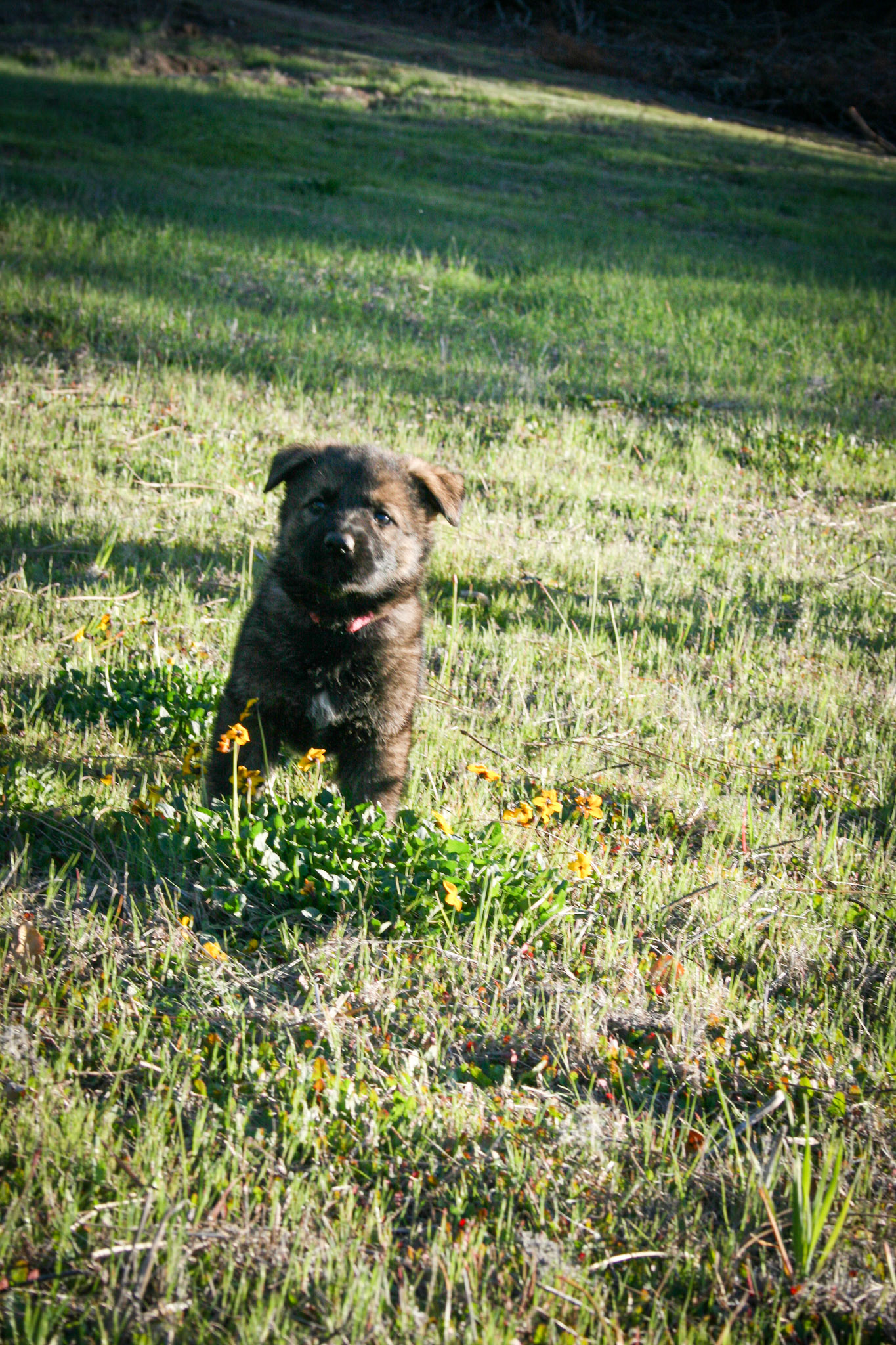 Rosa vom Ritterhund - 5 wks