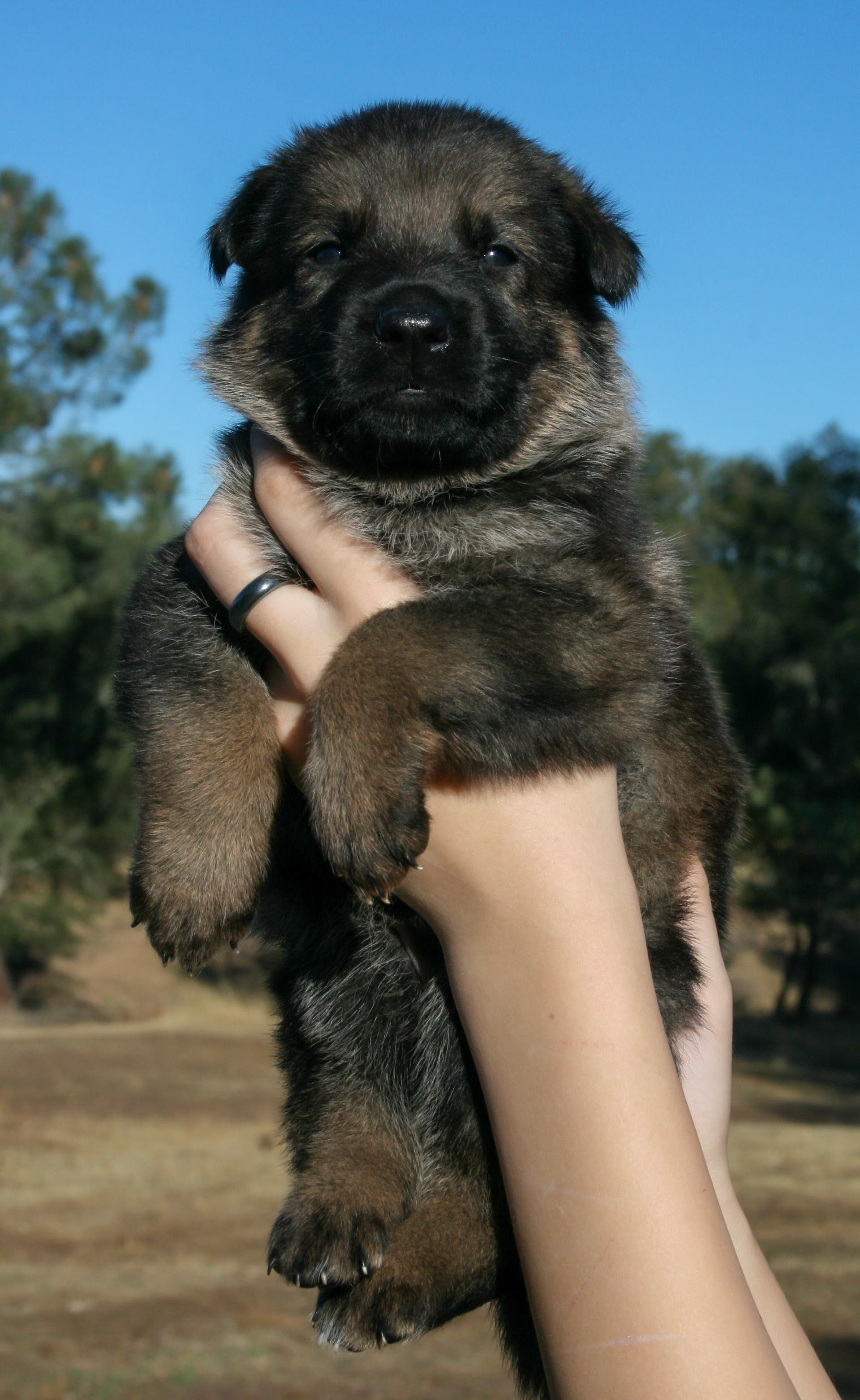"Baby" - 4 weeks