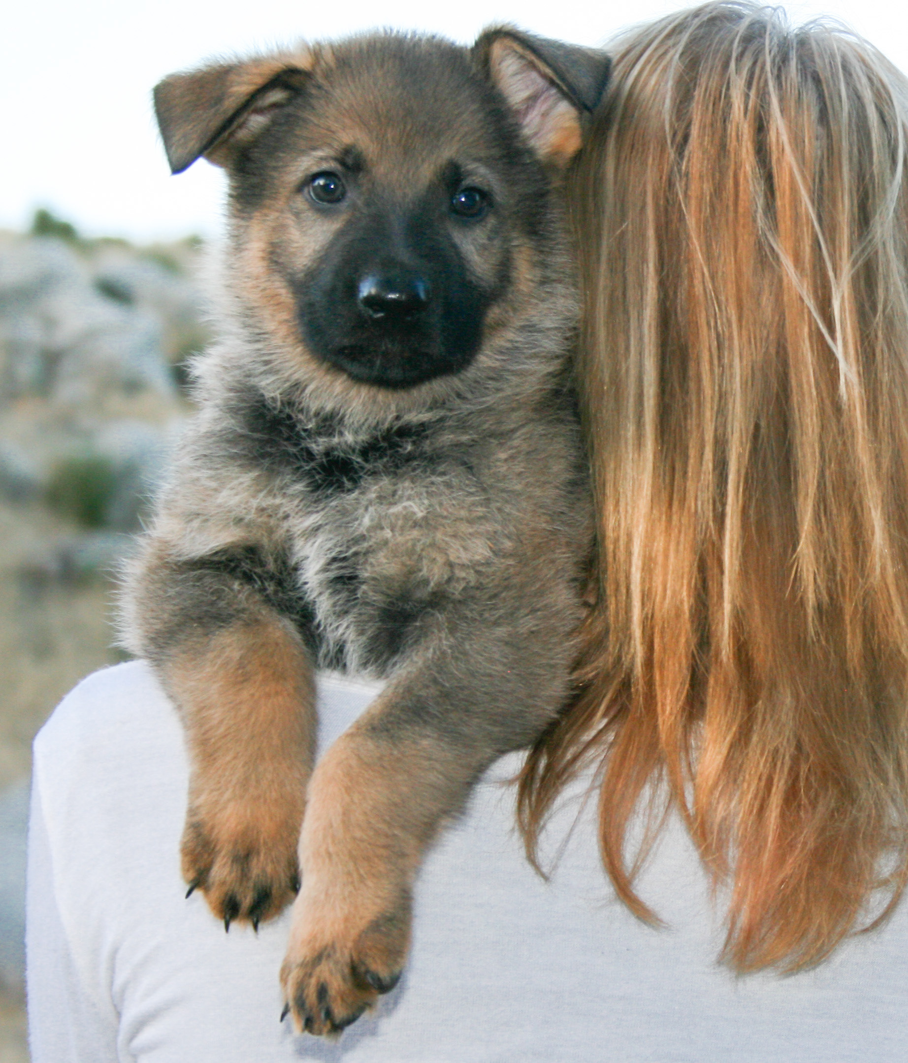 Misty - 7 weeks