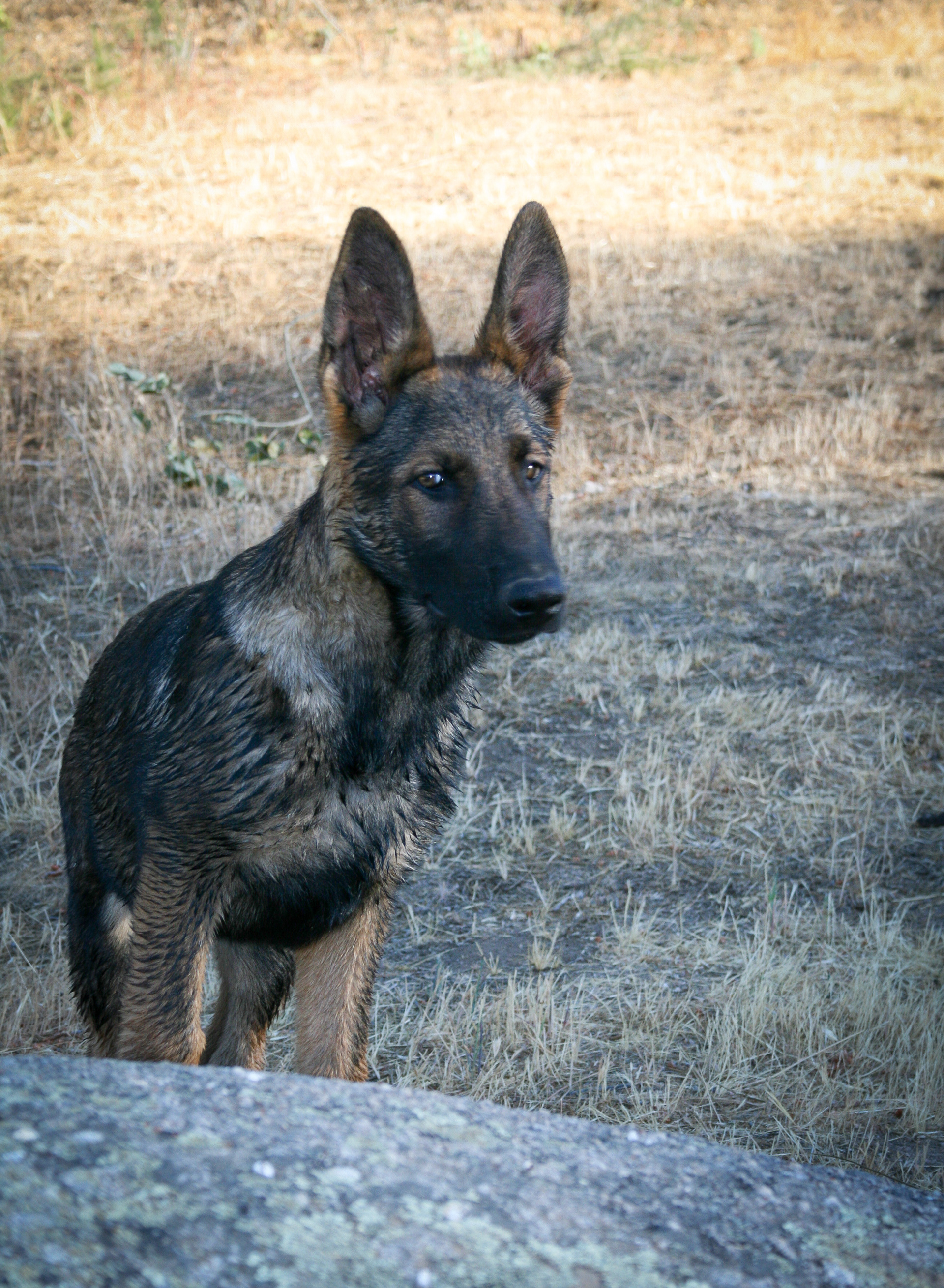 Hunter - 16 weeks