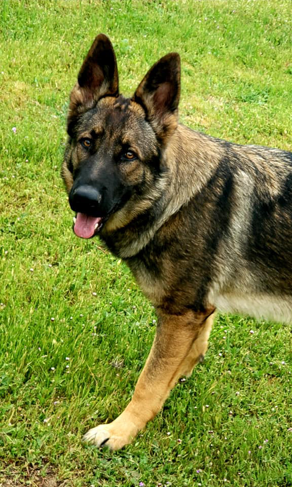 Stella vom Spitzenhund