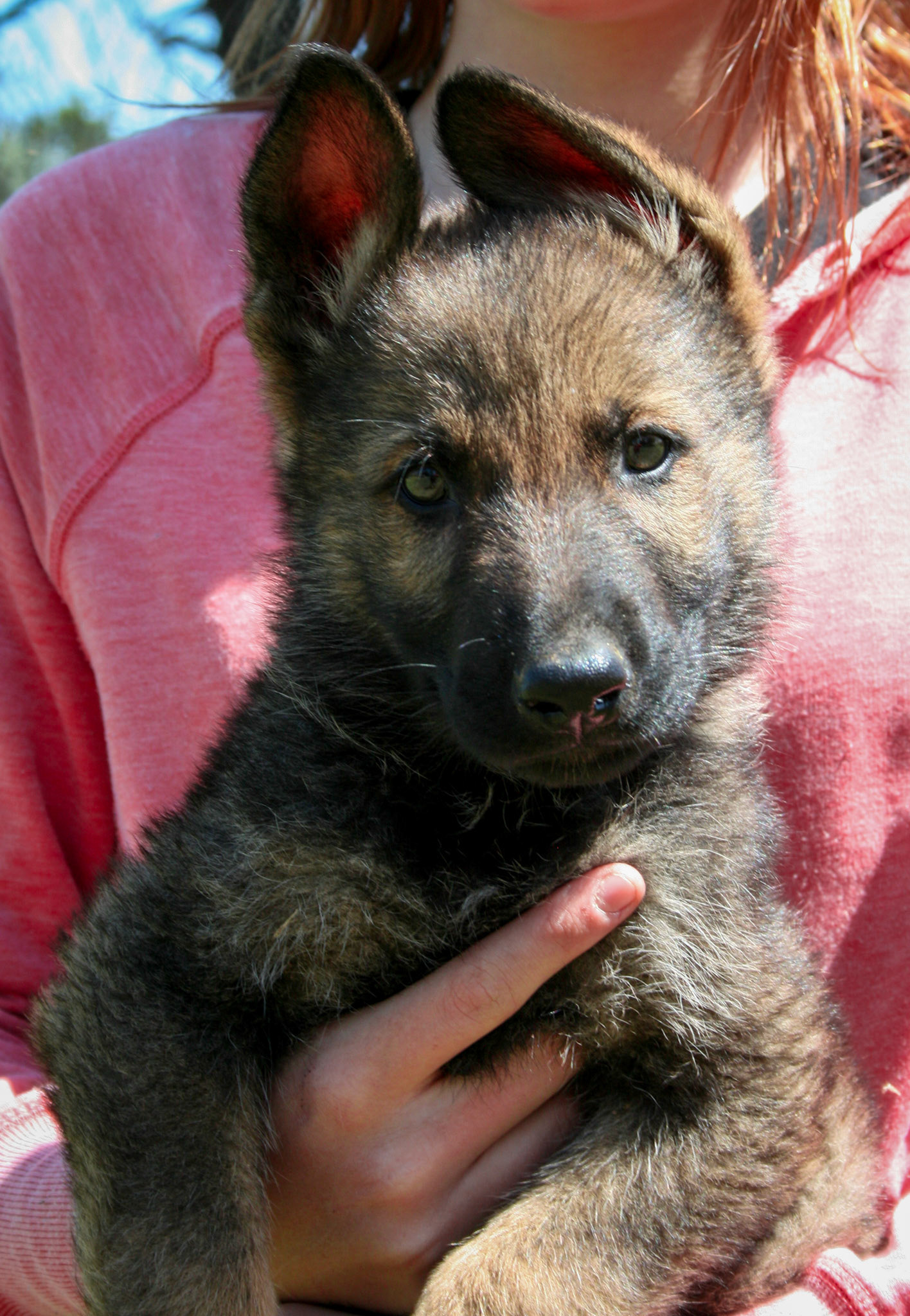 Hunter Green Collar Male 8 Weeks Old