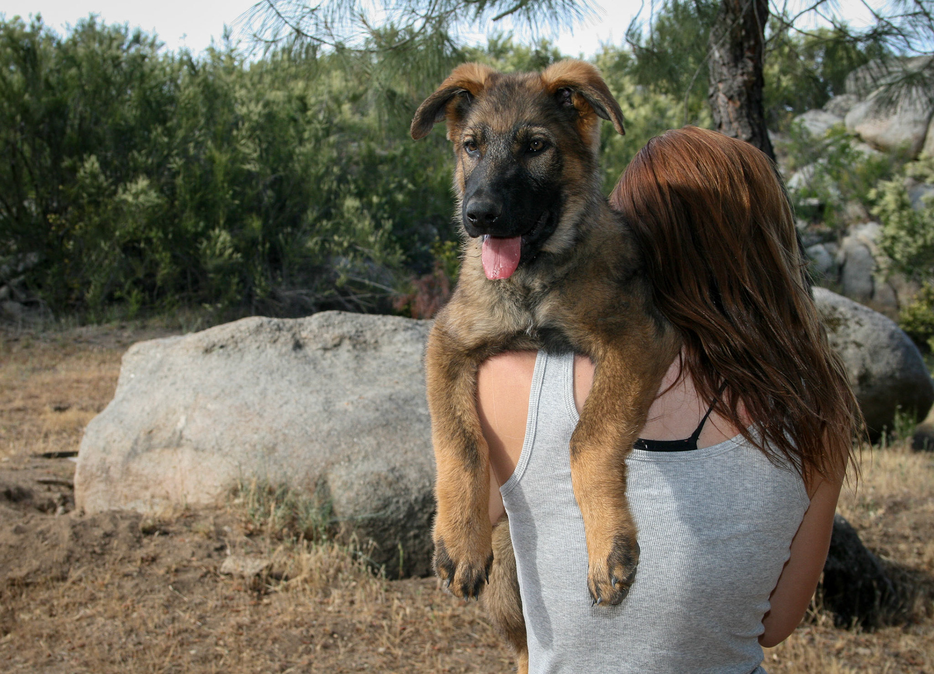 Blue Collar Male 14 weeks