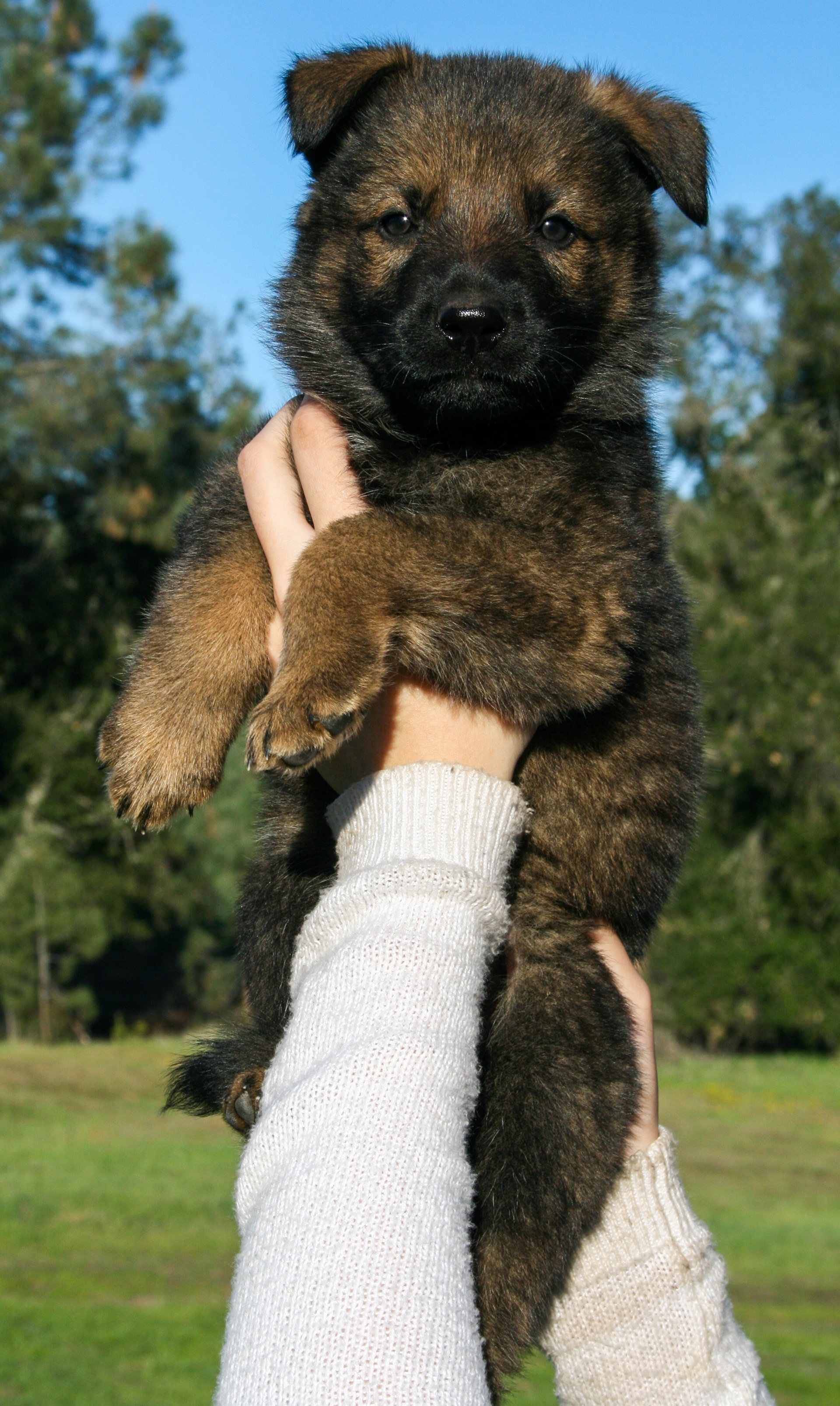 5 week old - Hunter