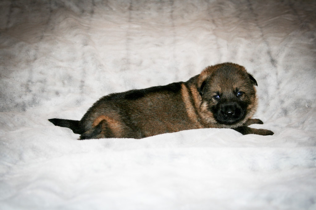Purple Collar Female - 3 weeks old