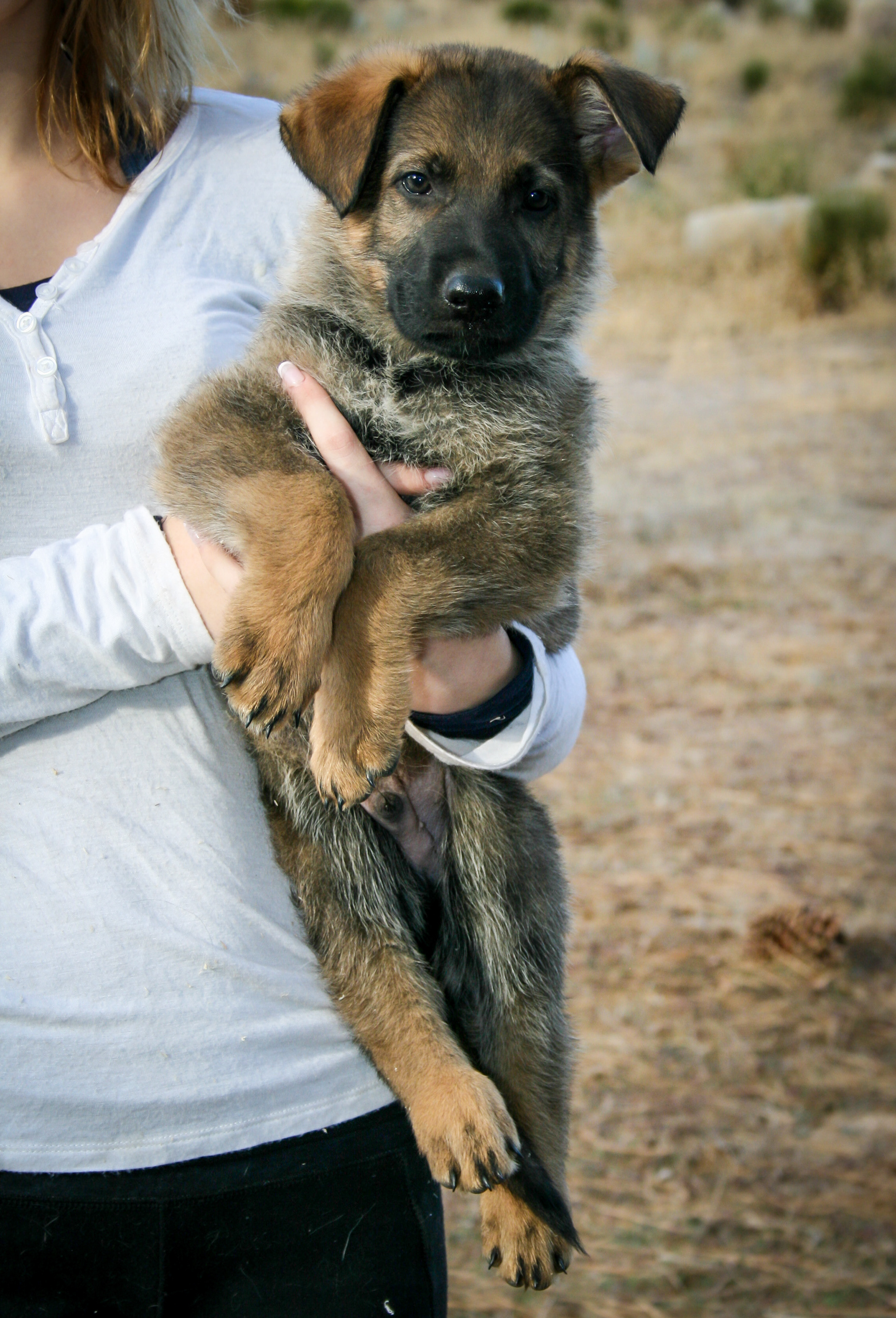 Vinnie - 7 weeks