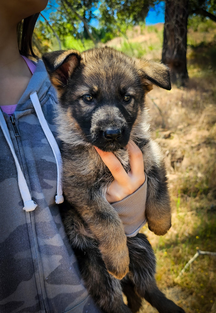 Yellow Collar Female - 7 Weeks Old