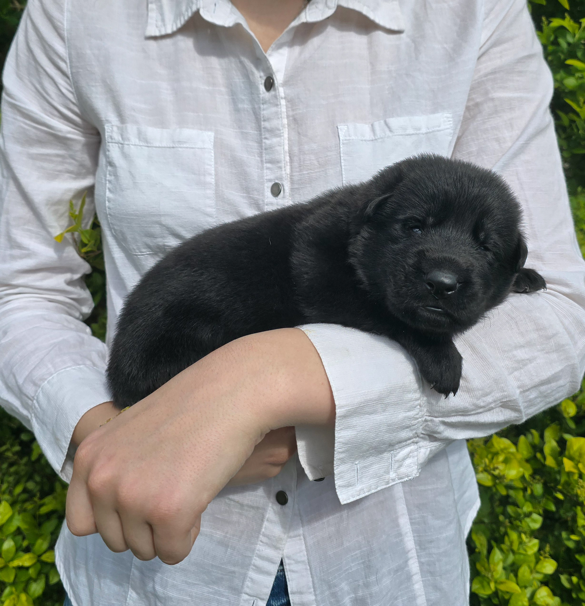 Red Collar Male - 2 weeks old