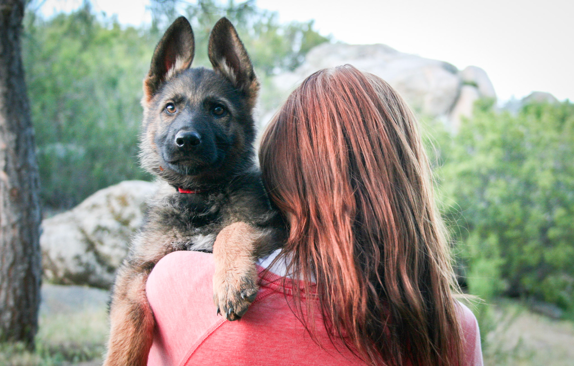 Red Collar Male 10 Weeks Old
