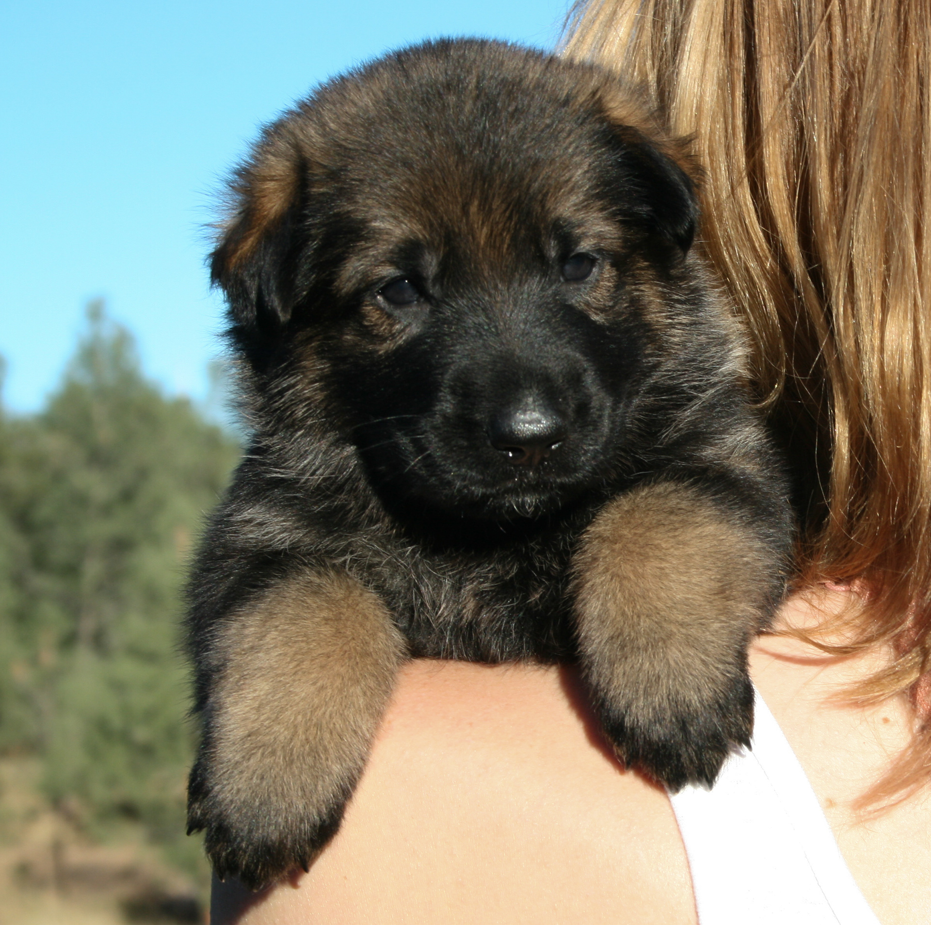 "Tilly" - 4 weeks