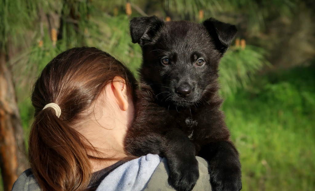 No Collar Female - 6 weeks old
