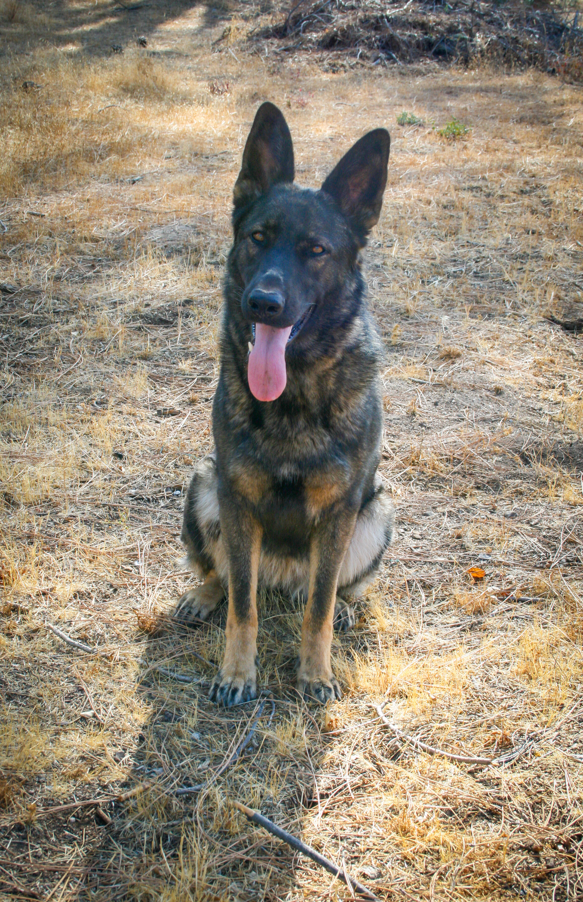 Rosa vom Ritterhund - 20 months