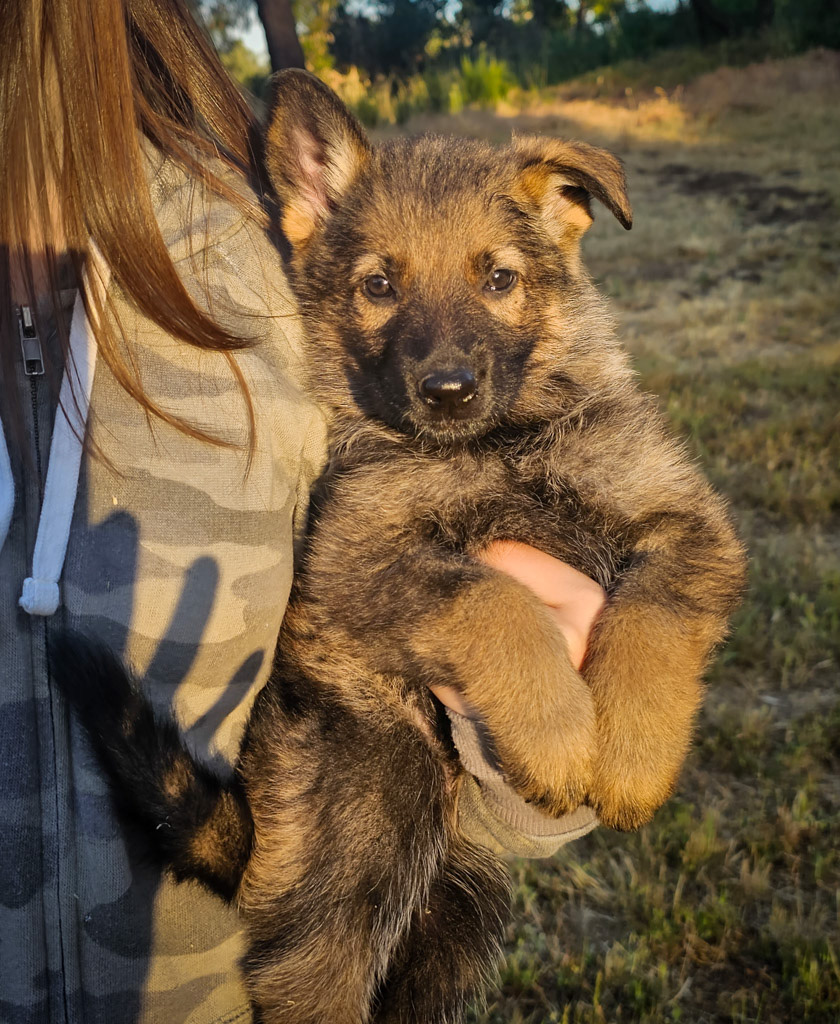 Orange Collar Female - 7 weeks old