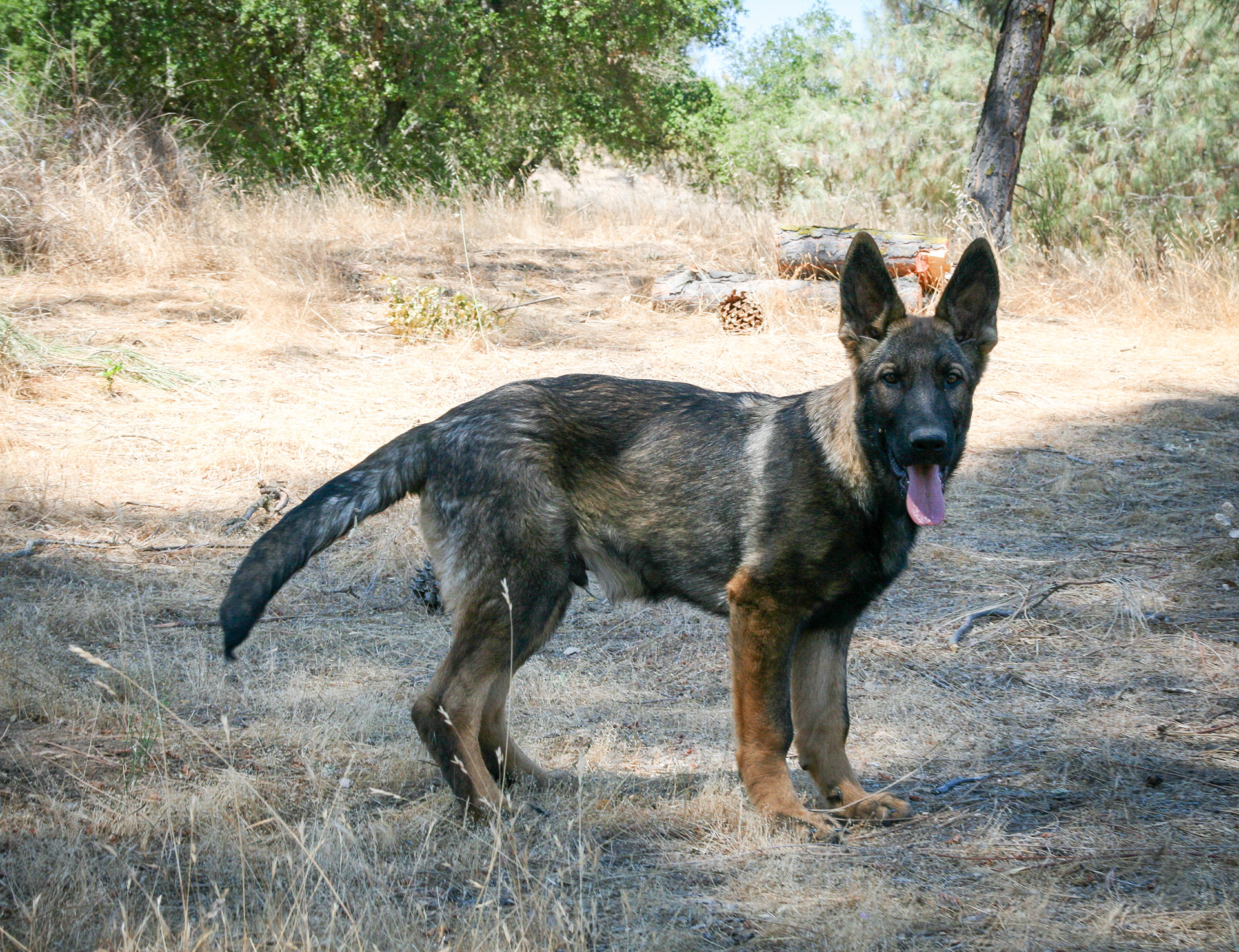 Hugh - Male - 18 Weeks
