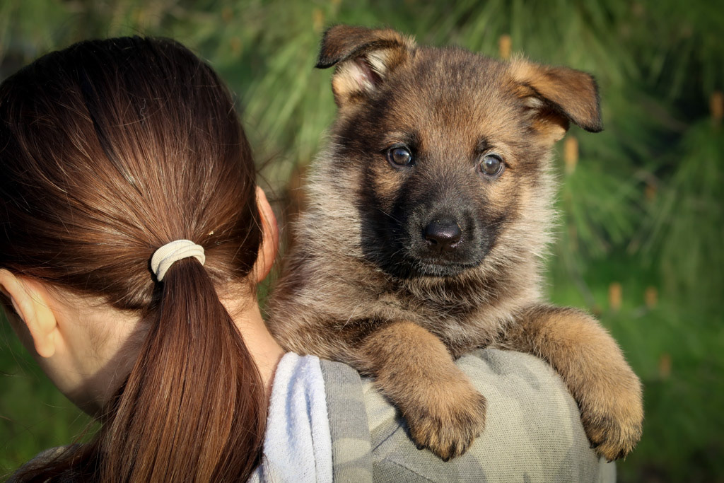 Yellow Collar Female - 6 weeks