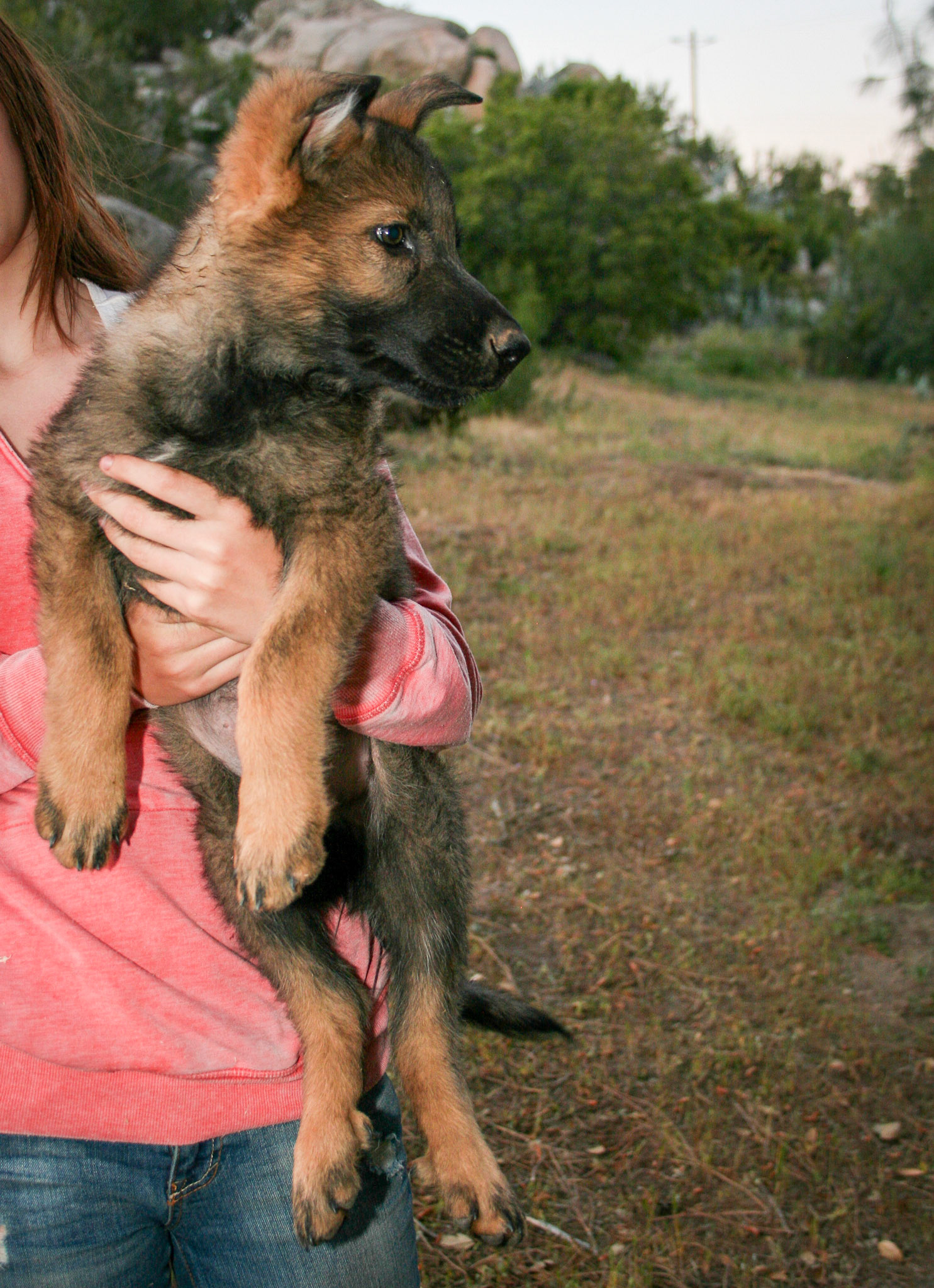 Blue Collar Male 10 Weeks Old