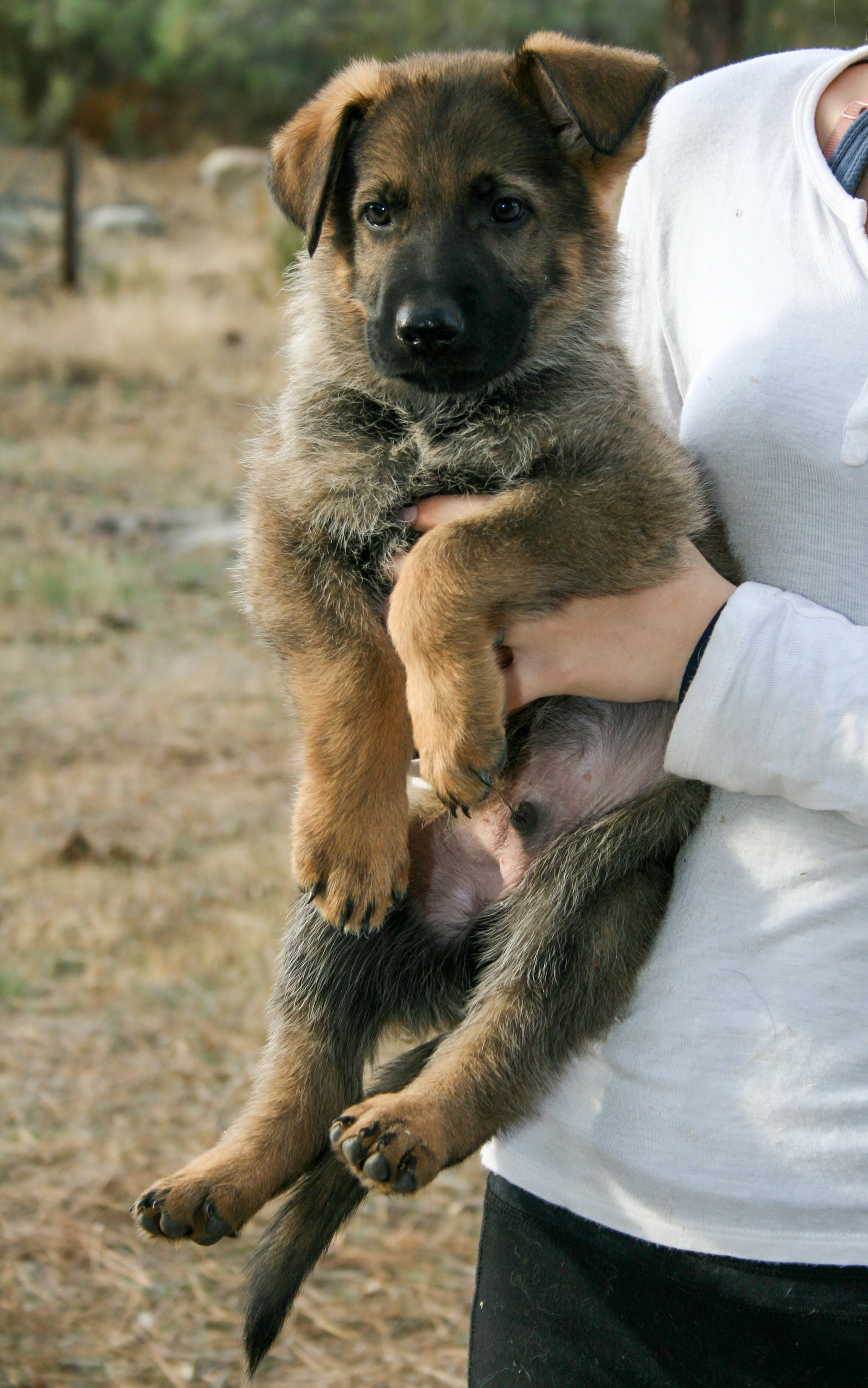 Vinnie - 7 weeks