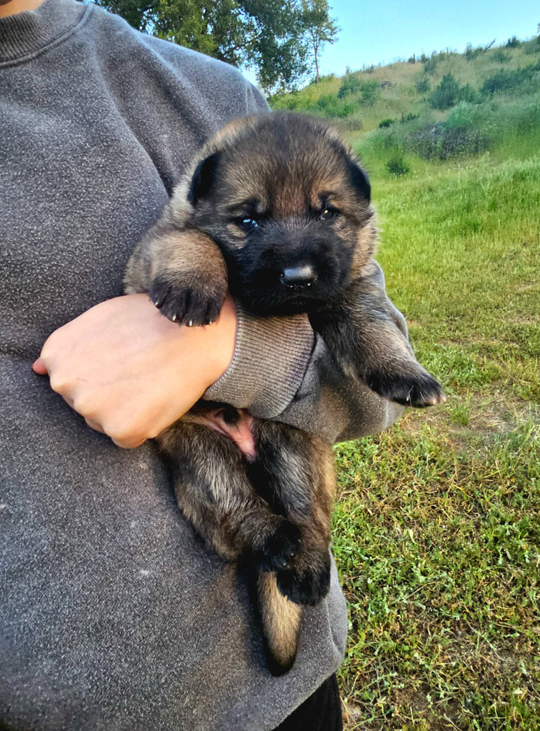 Hunter Green Collar Male - 2.5 week old photos