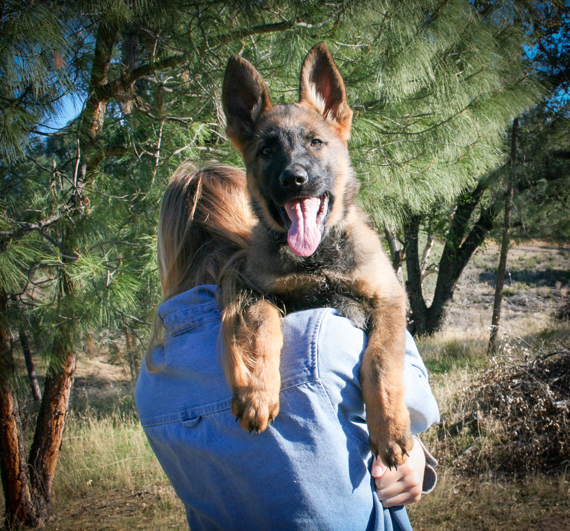 "Jack" - 12 weeks