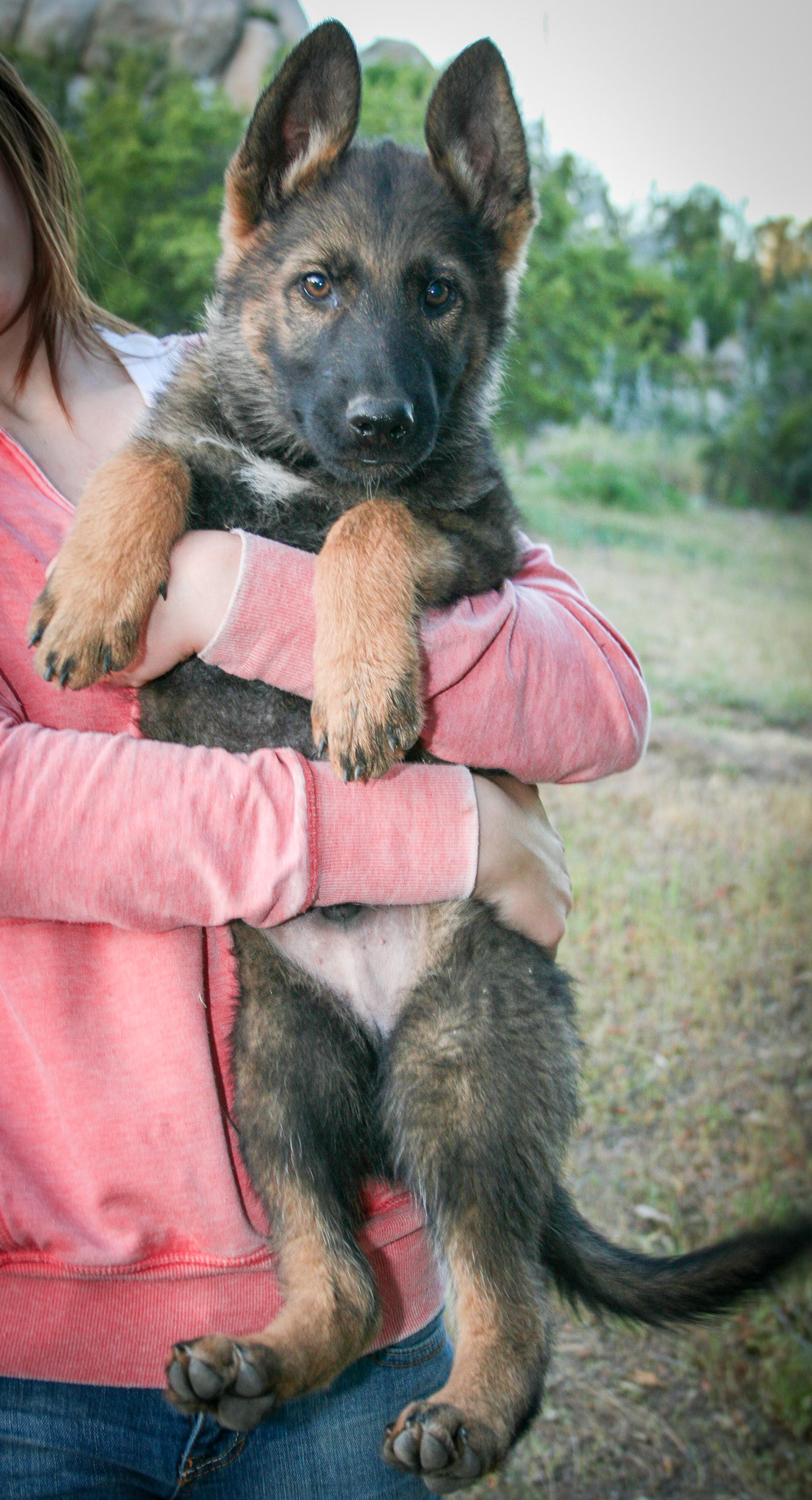Red Collar Male 10 Weeks Old