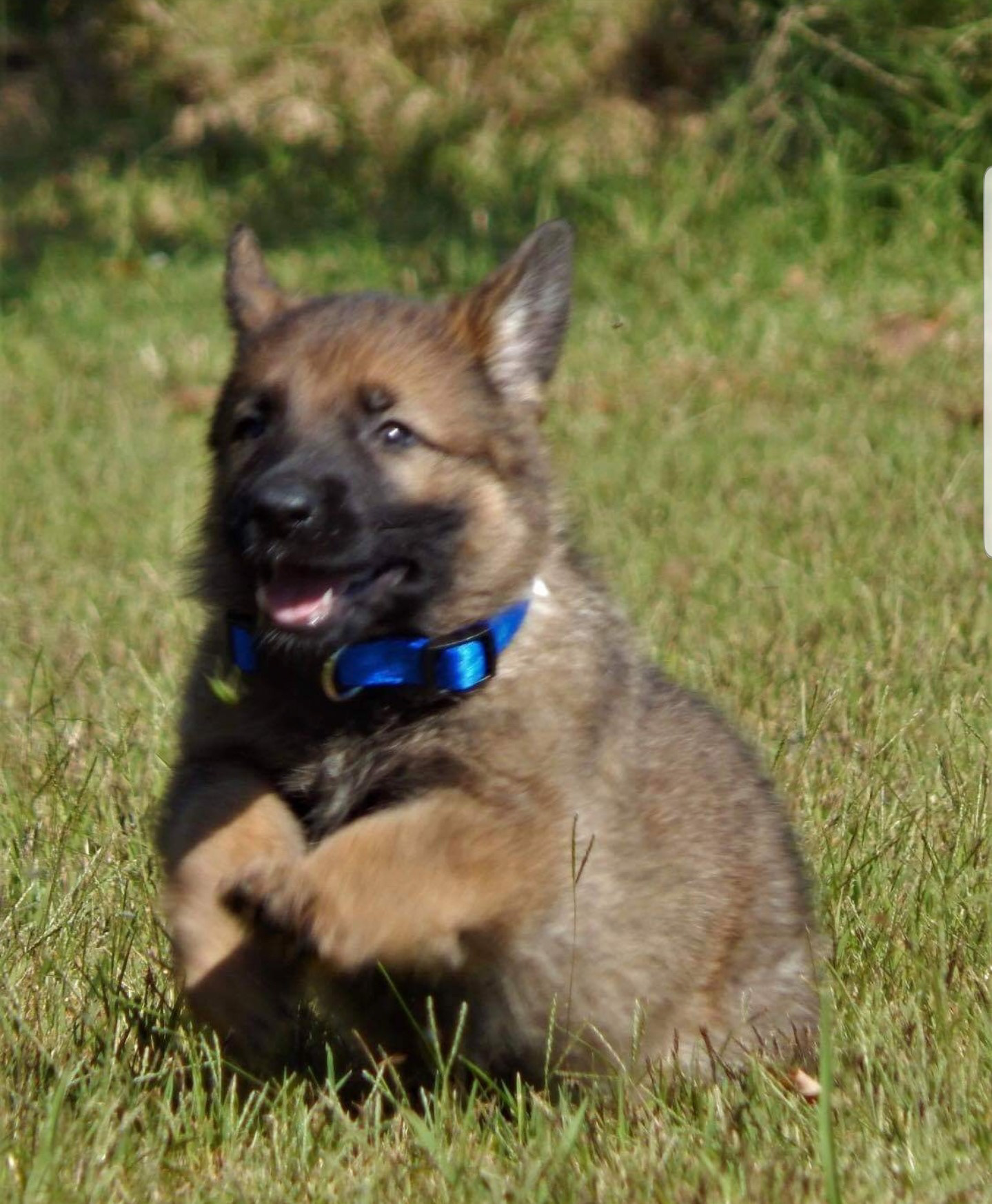 Stella 6 weeks old