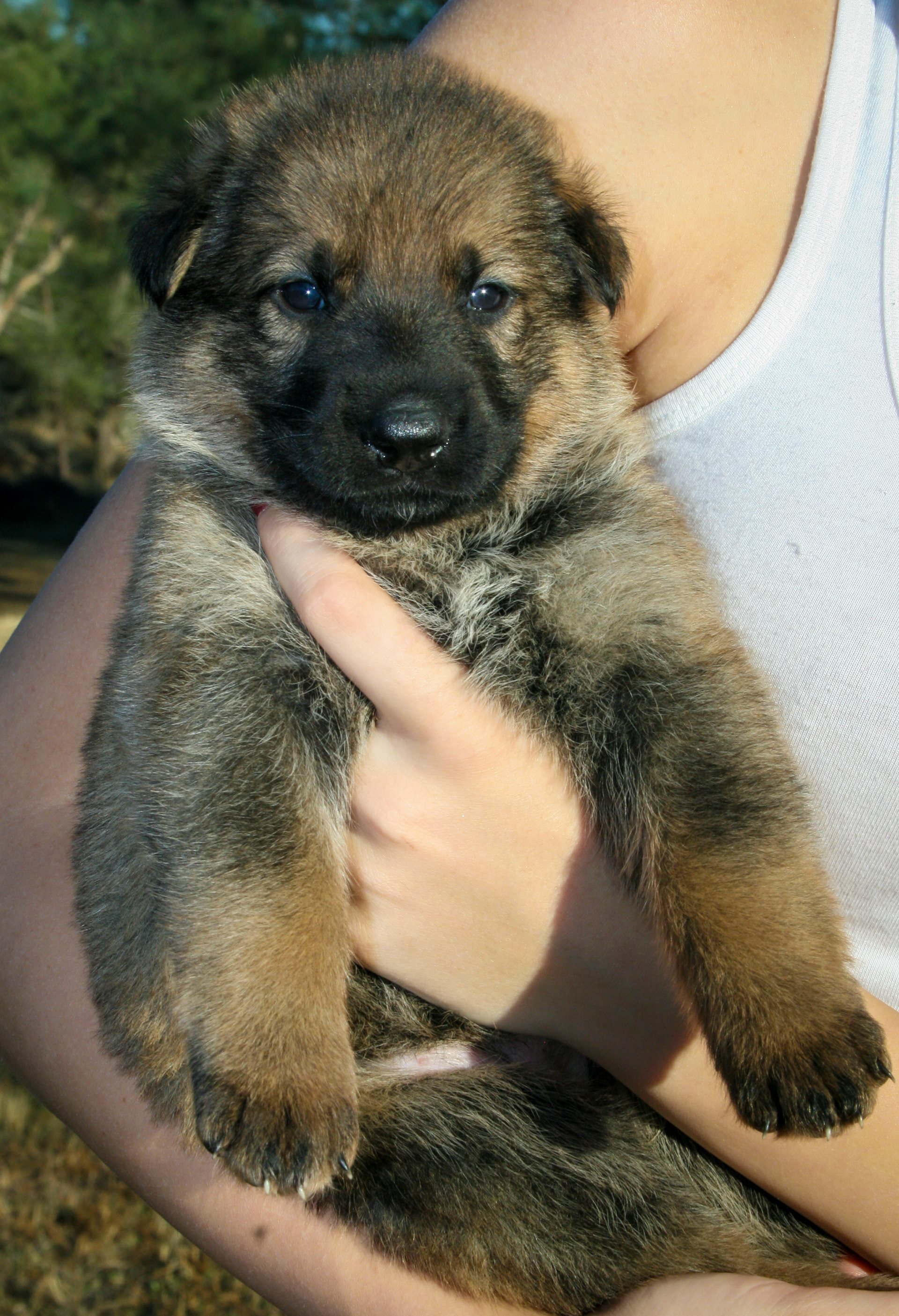 "Misty" - 4 weeks