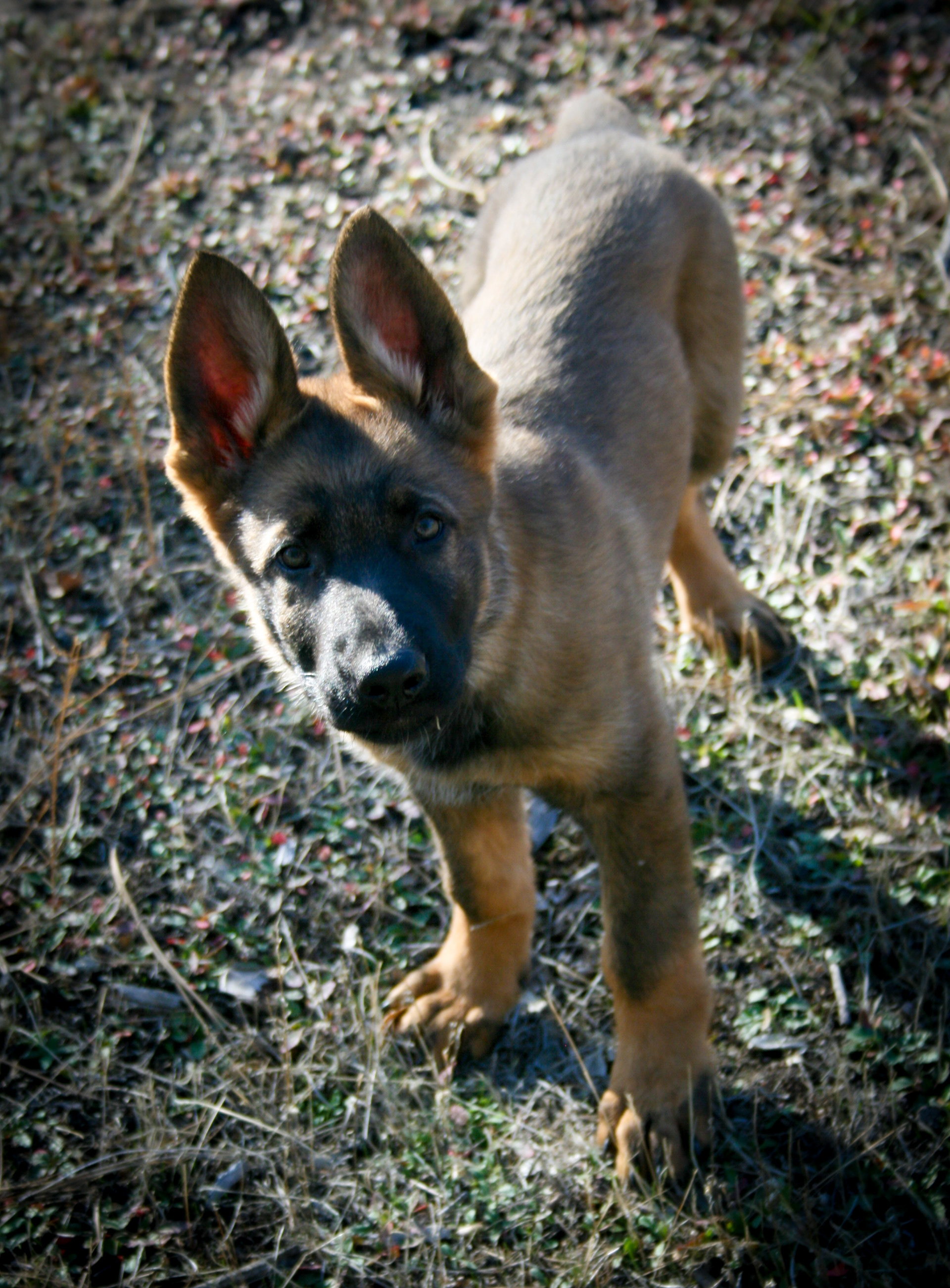 "Jack" - 12 weeks