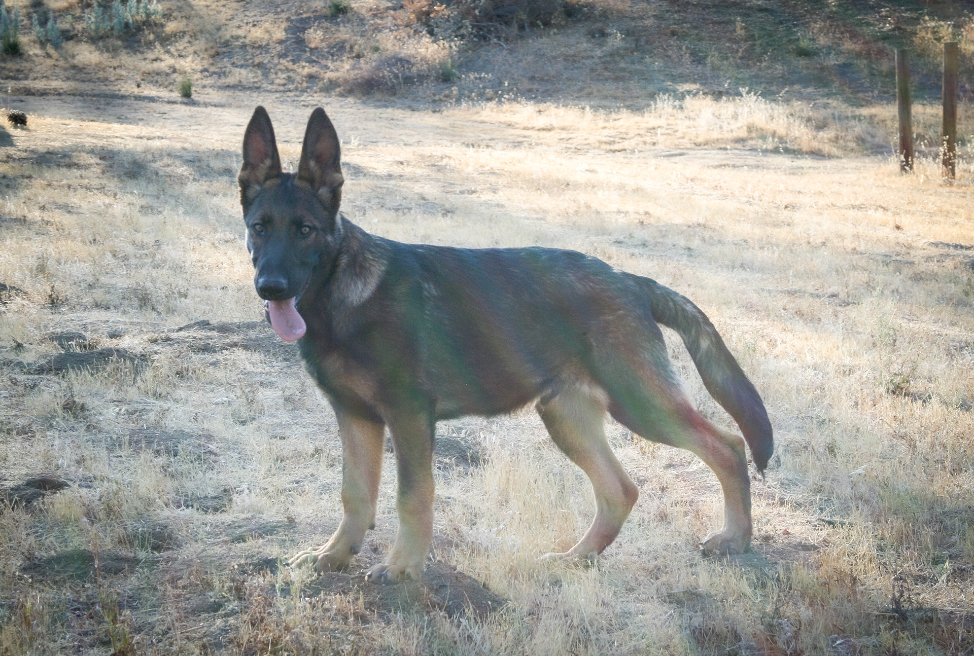 Hunter 18 Weeks