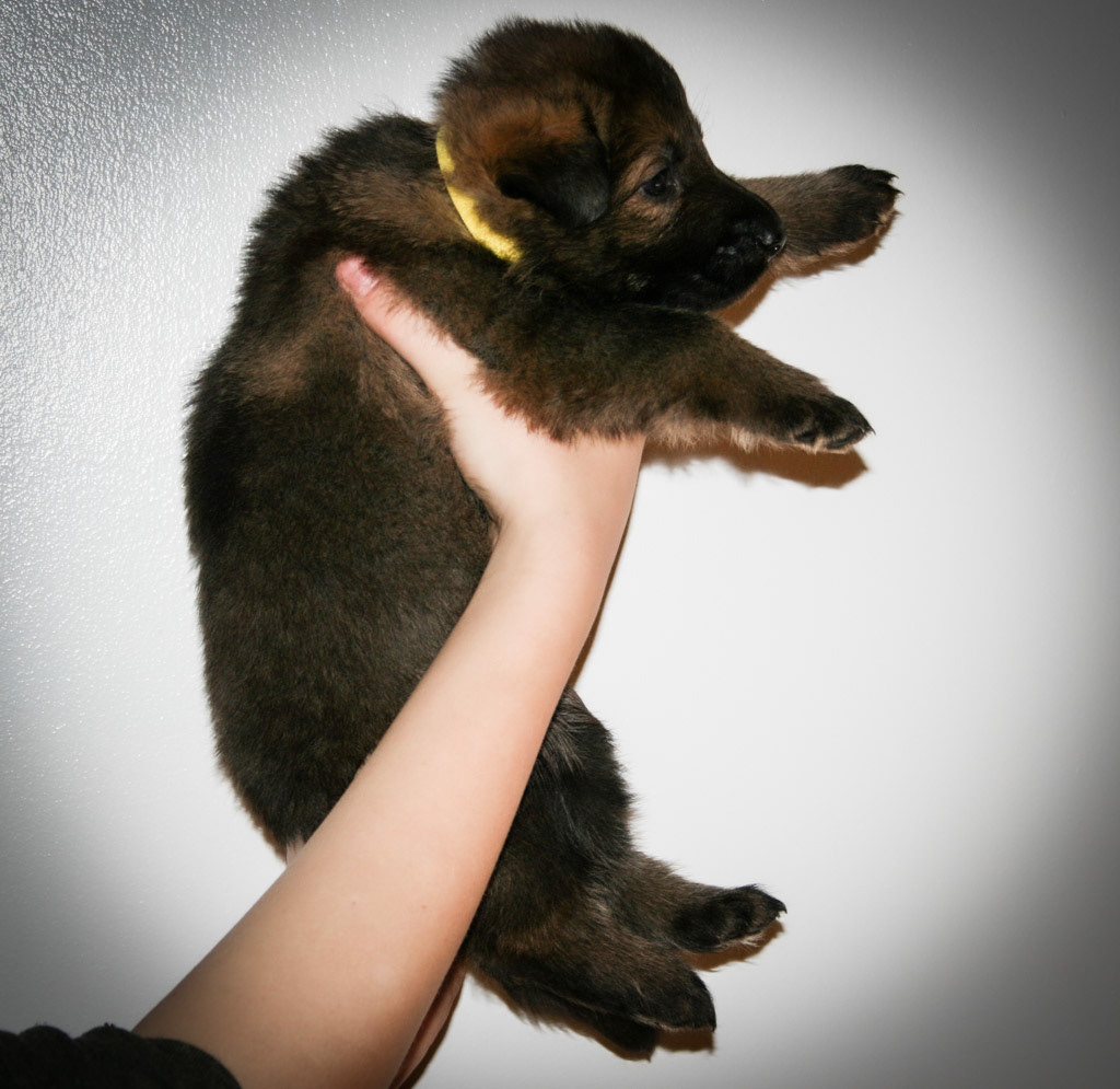 Yellow Collar Female - 4 weeks old
