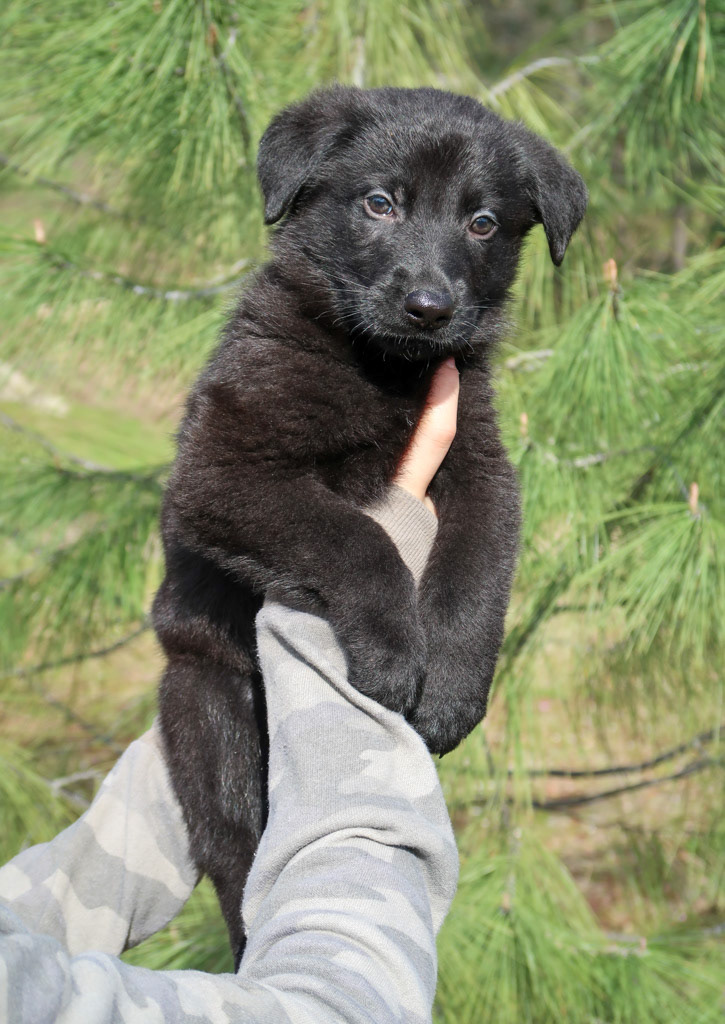 Light Blue Male - 6 weeks old