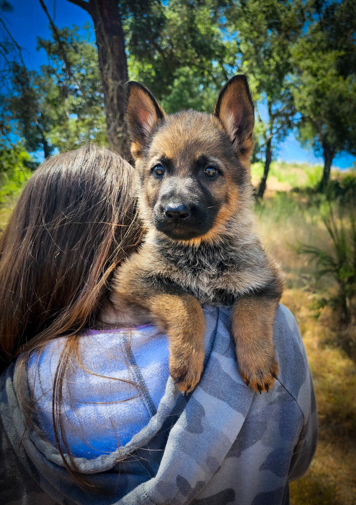 Hot Pink Female - 7 weeks old