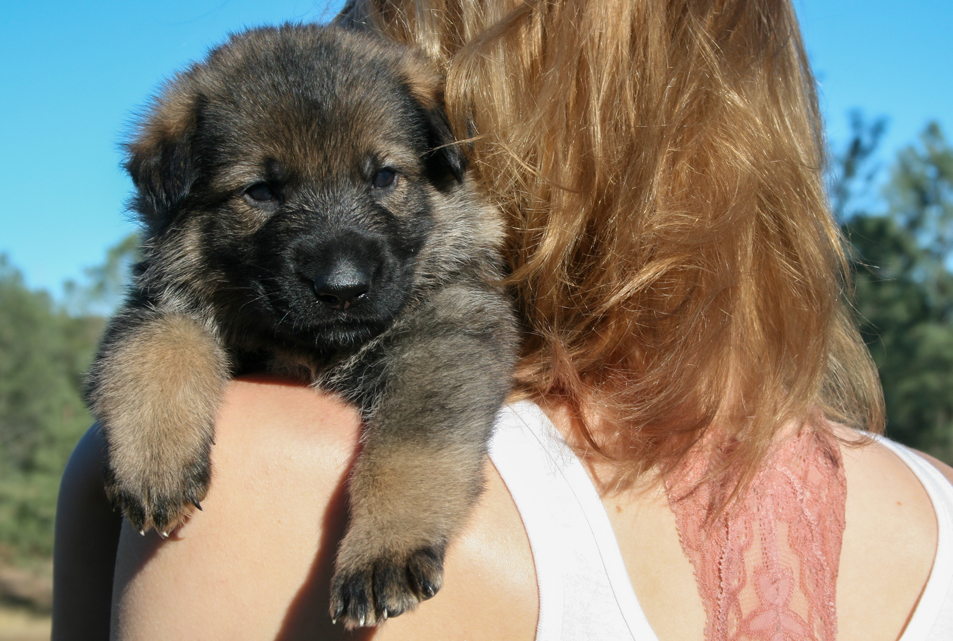 "Dexter" - 4 weeks