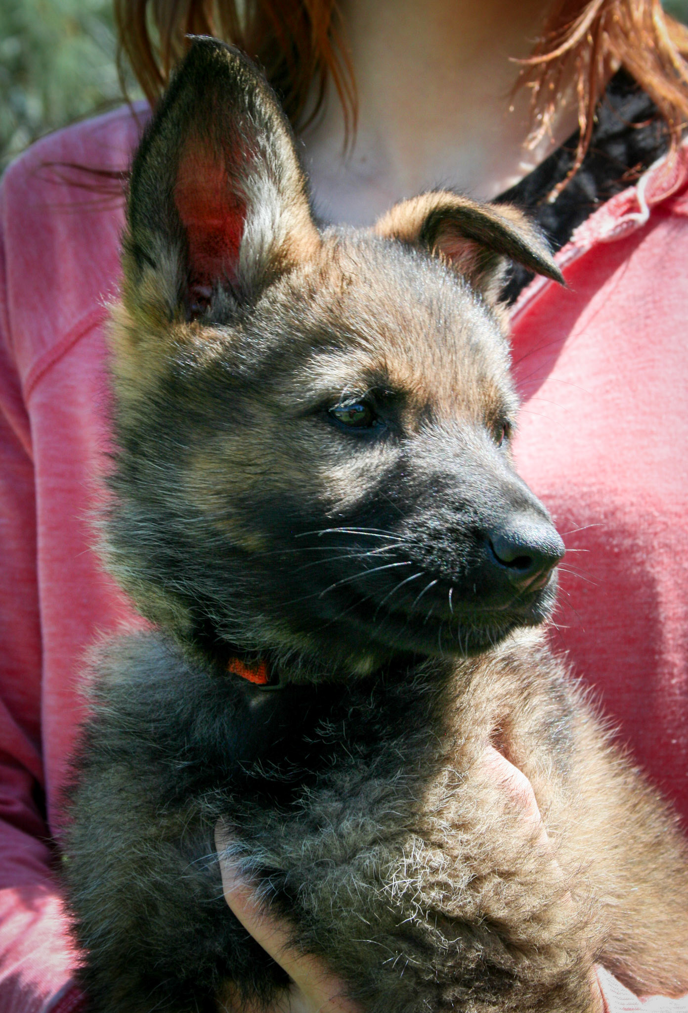 Orange Collar Female 8 Weeks Old
