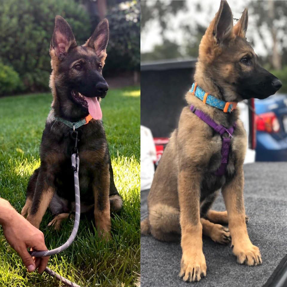 Delilah 16 wks vs 10 wks