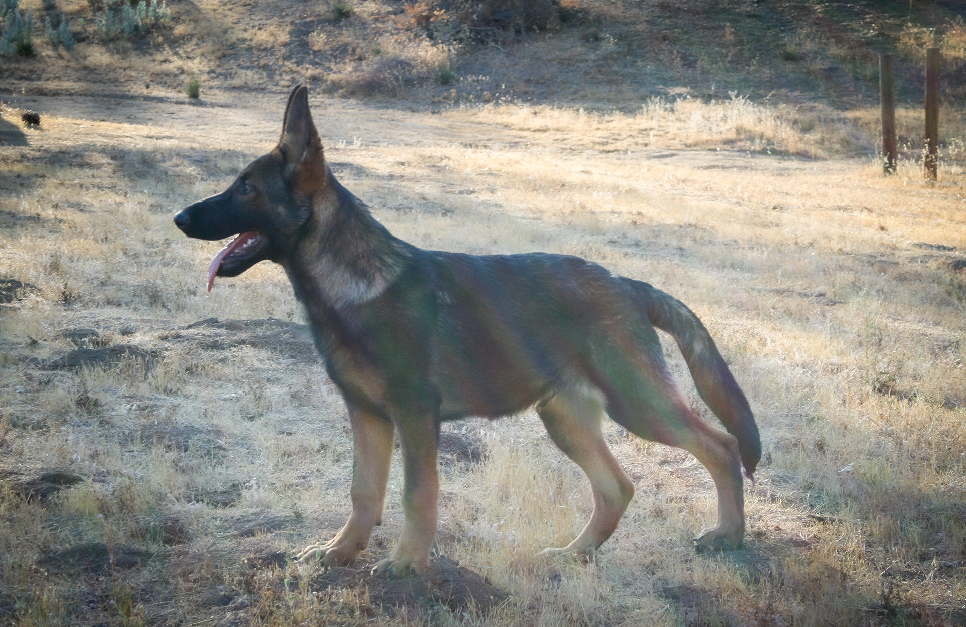 Hunter 18 Weeks
