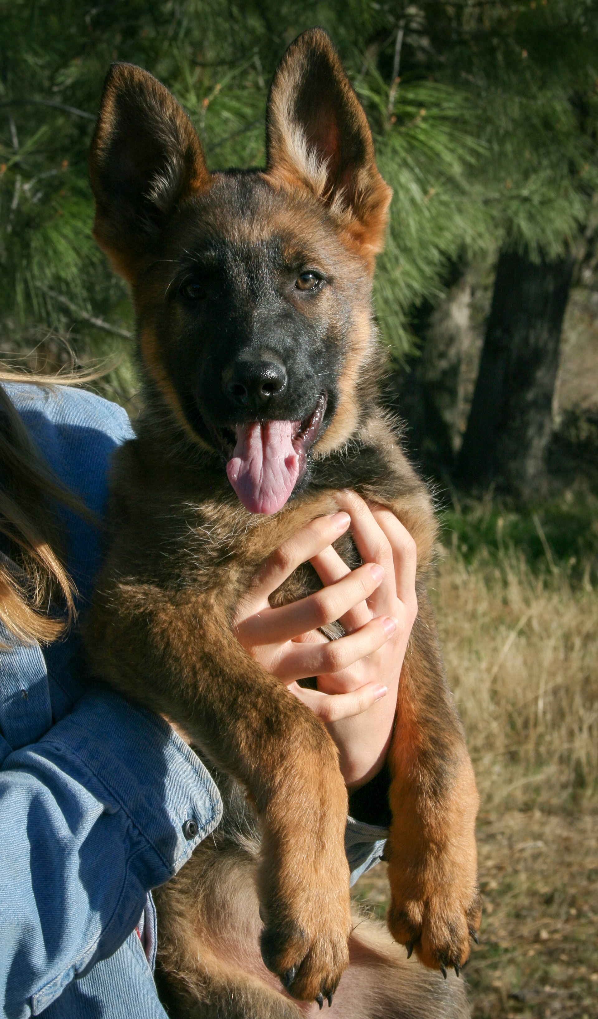 "Jack" - 12 weeks