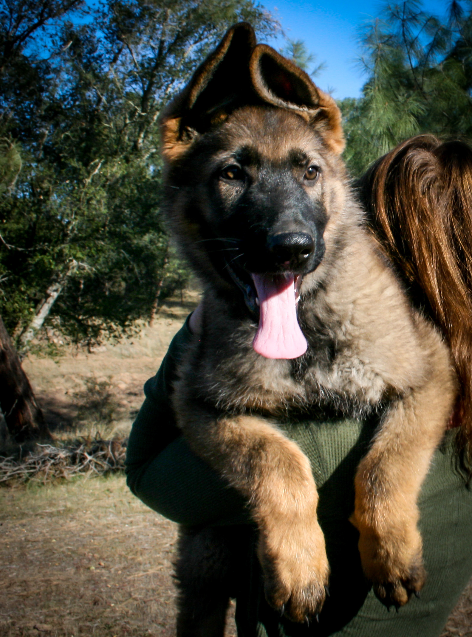 "Biggie Smalls" - 12 weeks