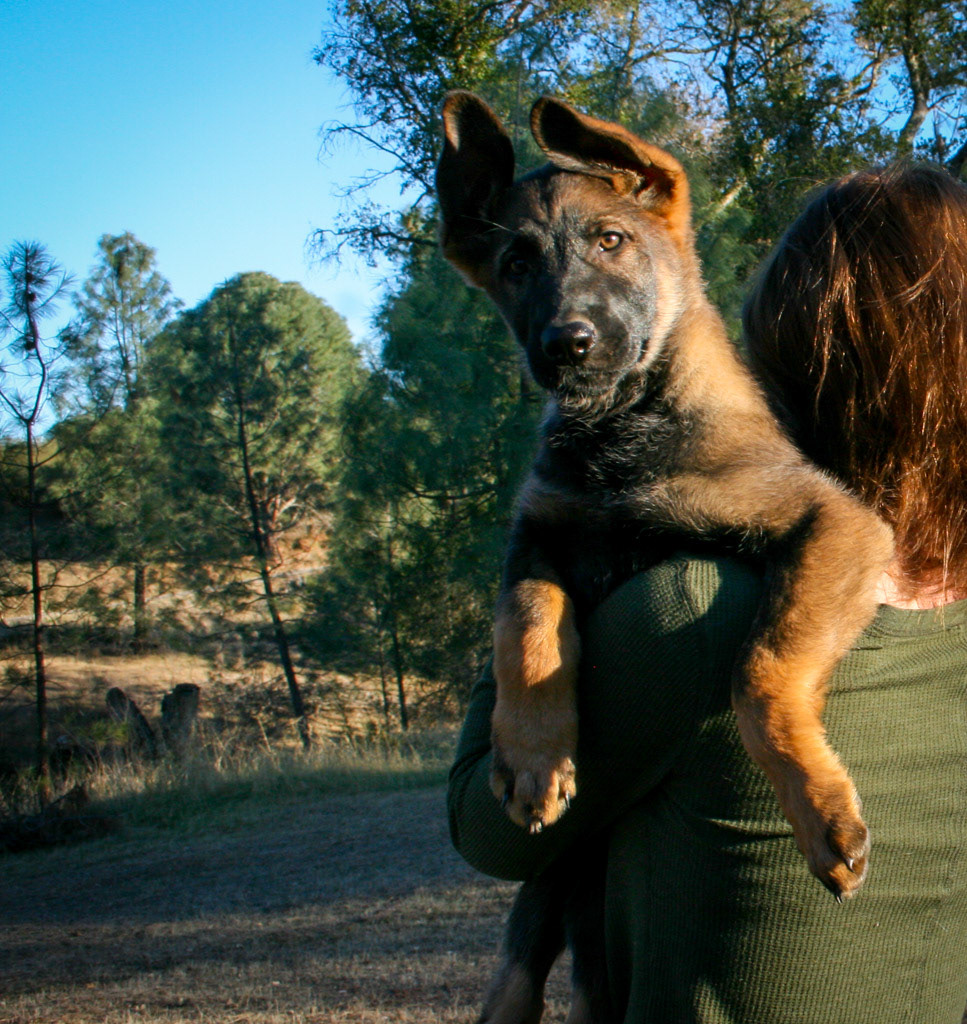 Winnie - 12 weeks