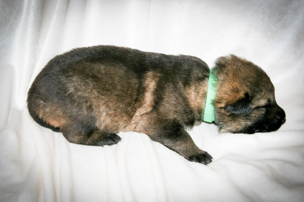 Green Collar Male - 2 weeks old