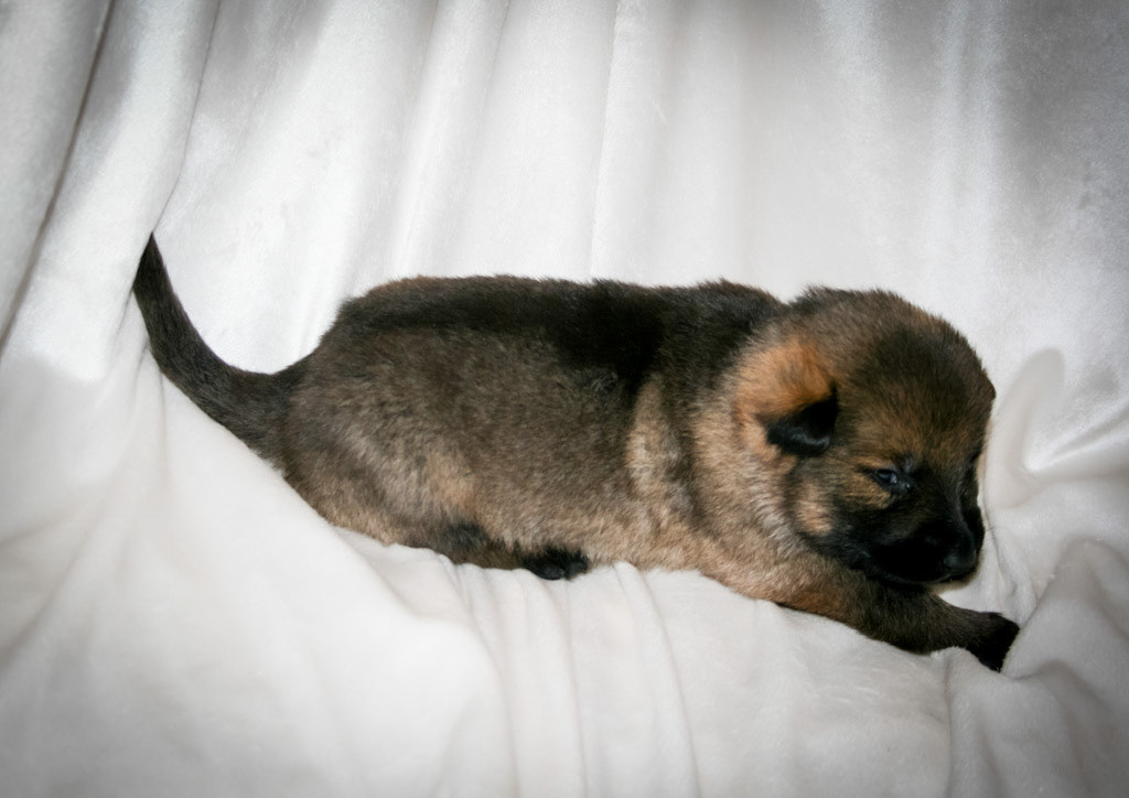 Pink Collar Female - 2 weeks old