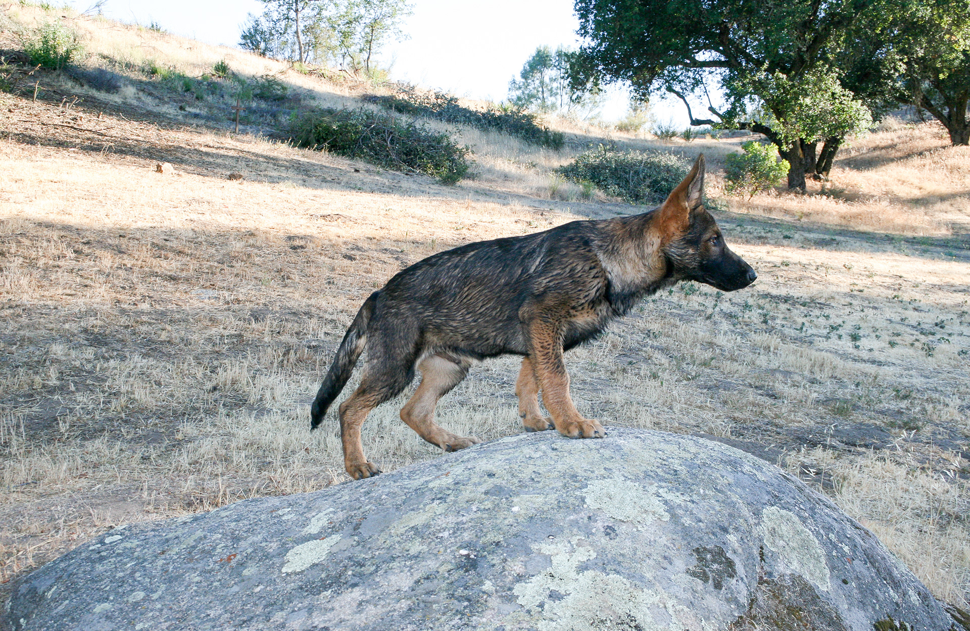 Hunter - 16 weeks