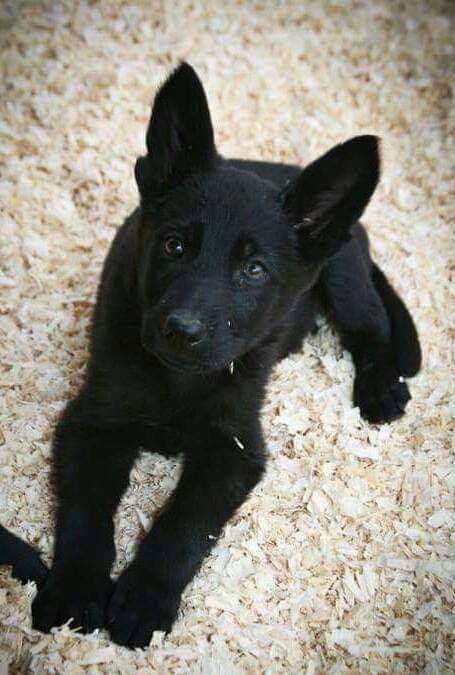 9 week old pup