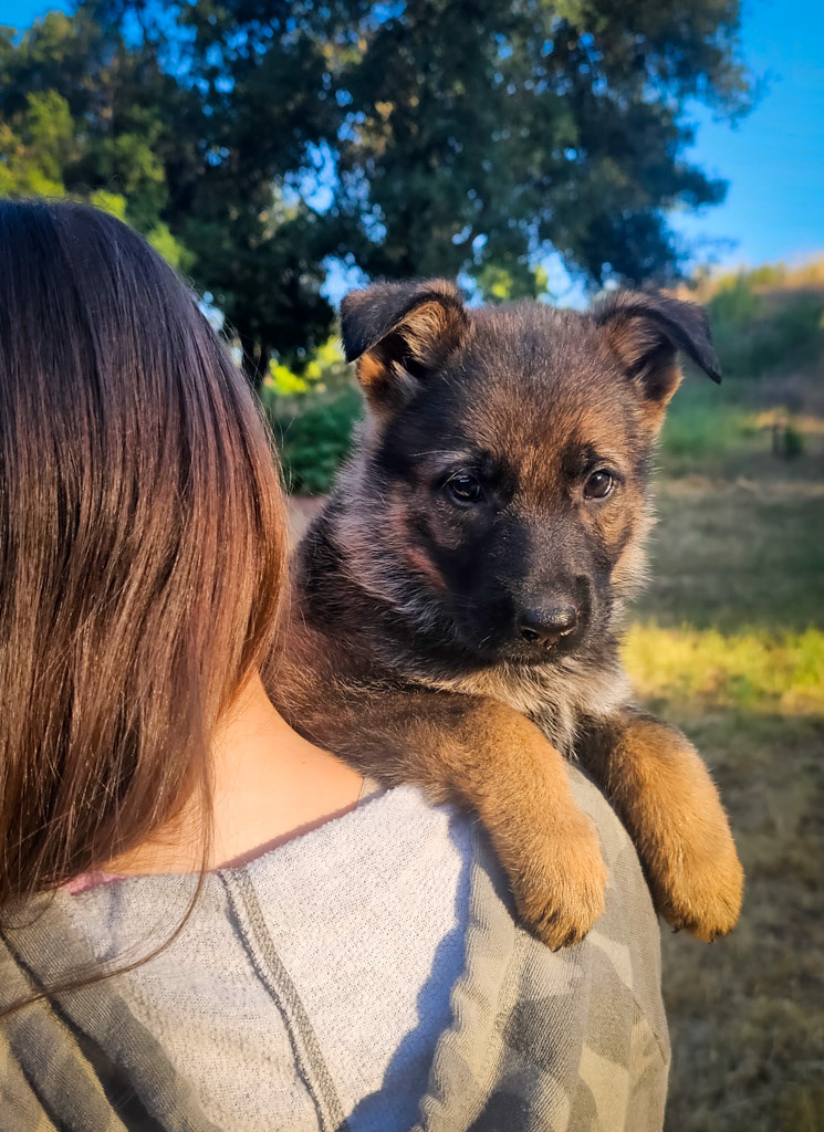 Purple Collar Female - 7 weeks old