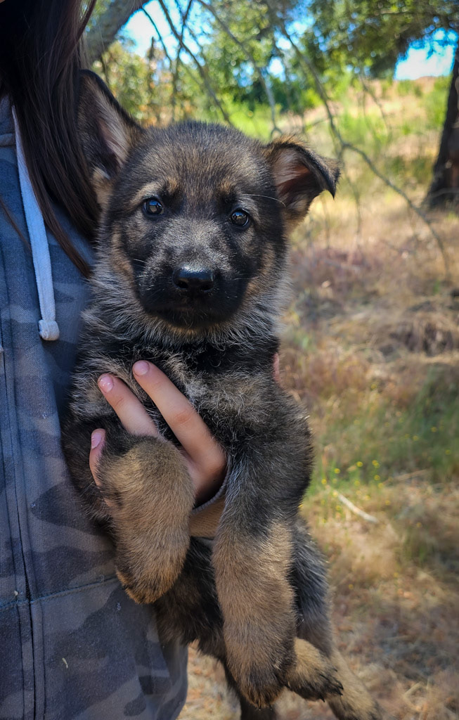 Red Collar Male - 7 weeks old