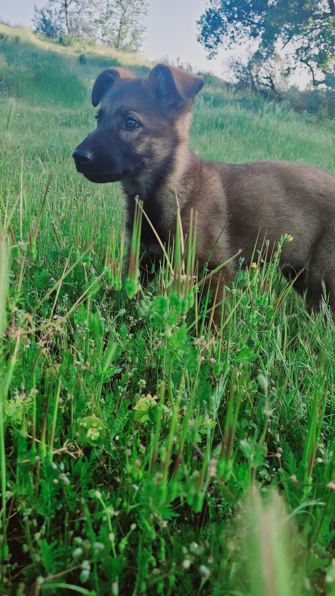 Light Pink Collar Female - 13 weeks old