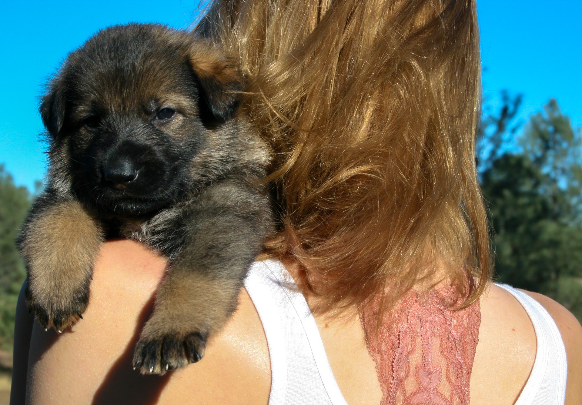"Dexter" - 4 weeks